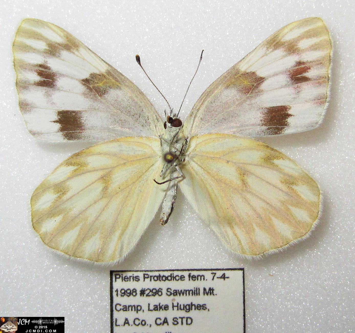 Checkered White Butterfly (Pieris protodice) female verso